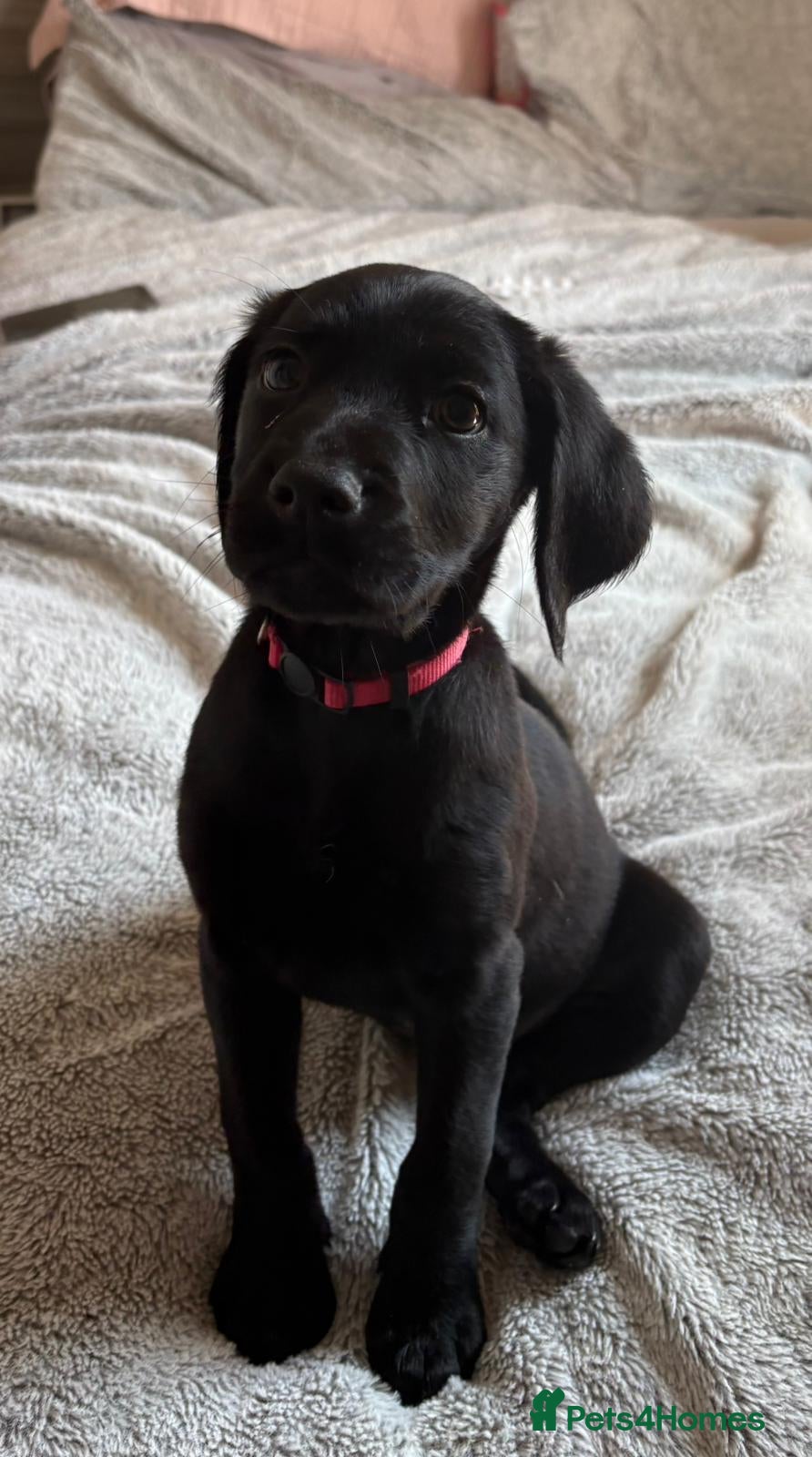 Cockerdor dogs Puppy Cockerdor Cockador Labrador Cocker spaniel   - Advert 5