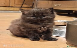 Siberian cats for sale: #4 lovely Siberian male kittens  - Image 3