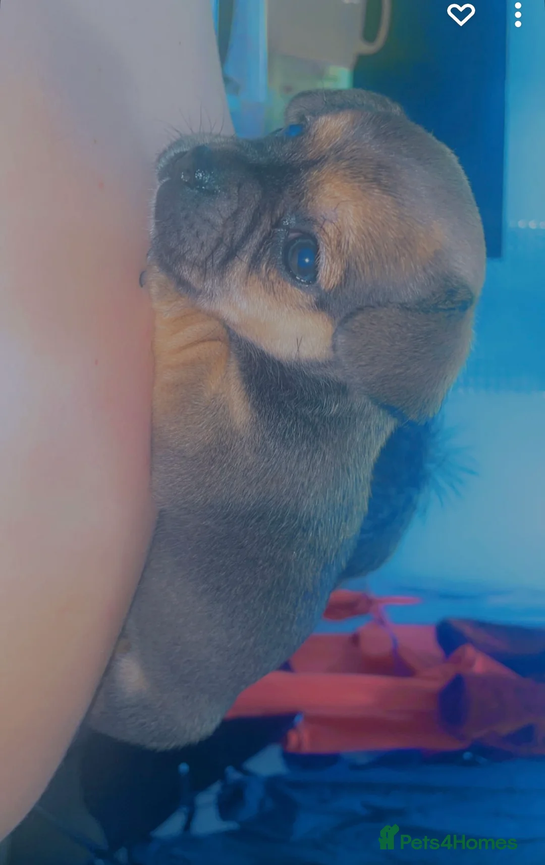 Jug dogs for sale: Reggie  - Advert 2