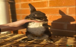 Rex rabbits for sale: Female & male otter/BEW mini rex rabbits  - Image 12