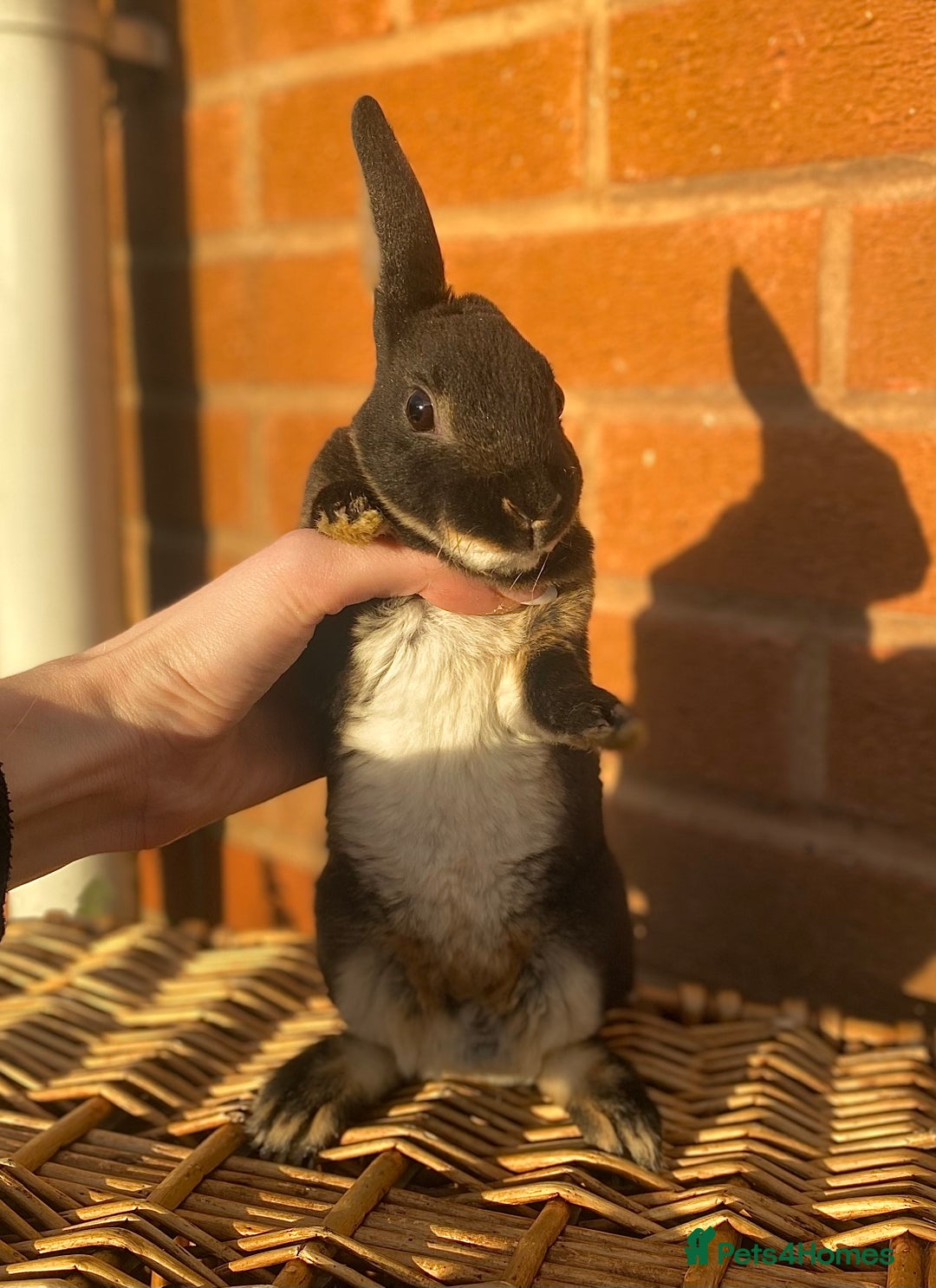 Rex rabbits for sale: Female & male otter/BEW mini rex rabbits  - Image 12