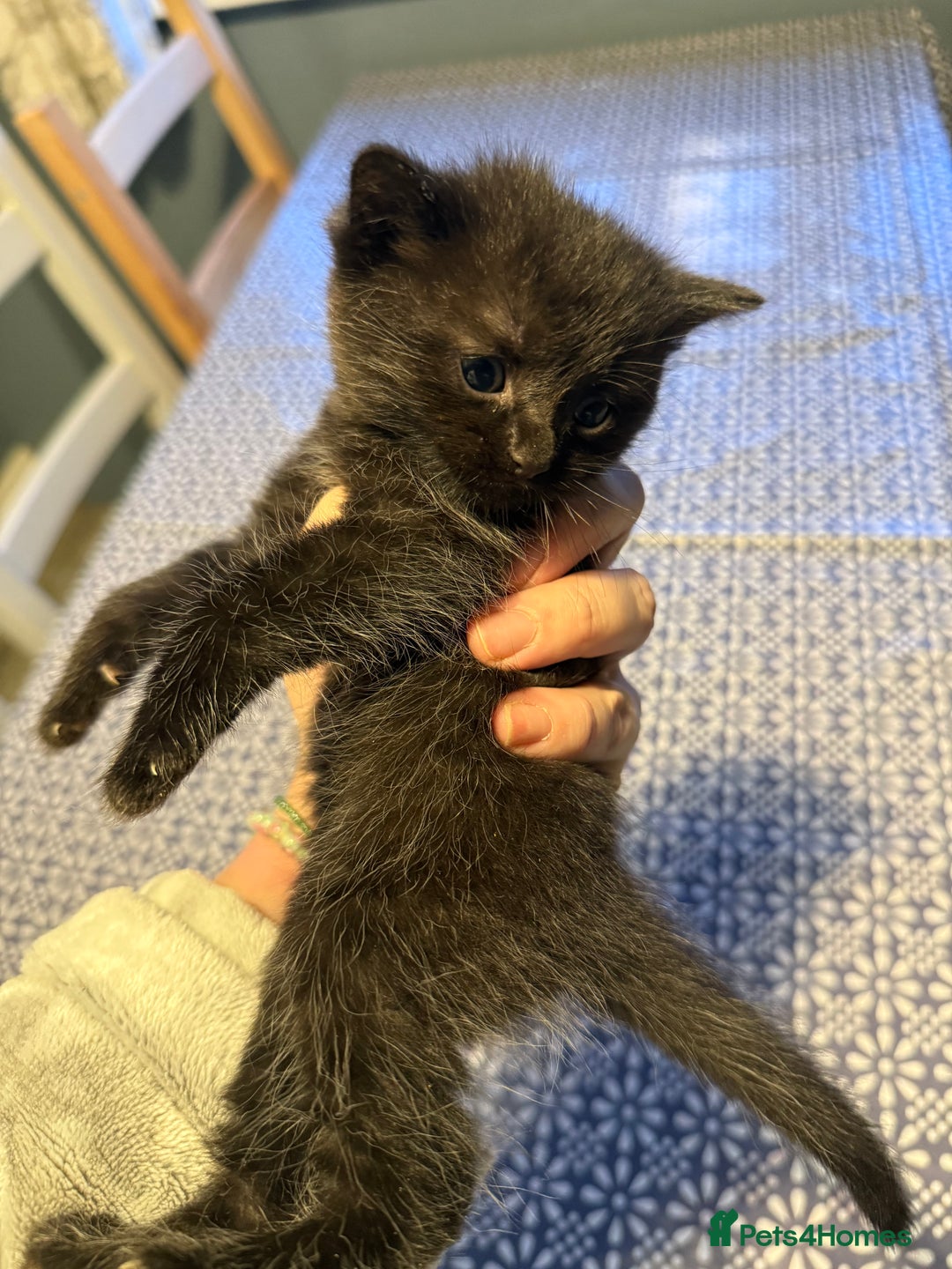 Mixed Breed cats for sale: 6 British Shorthair cross kittens  - Image 7