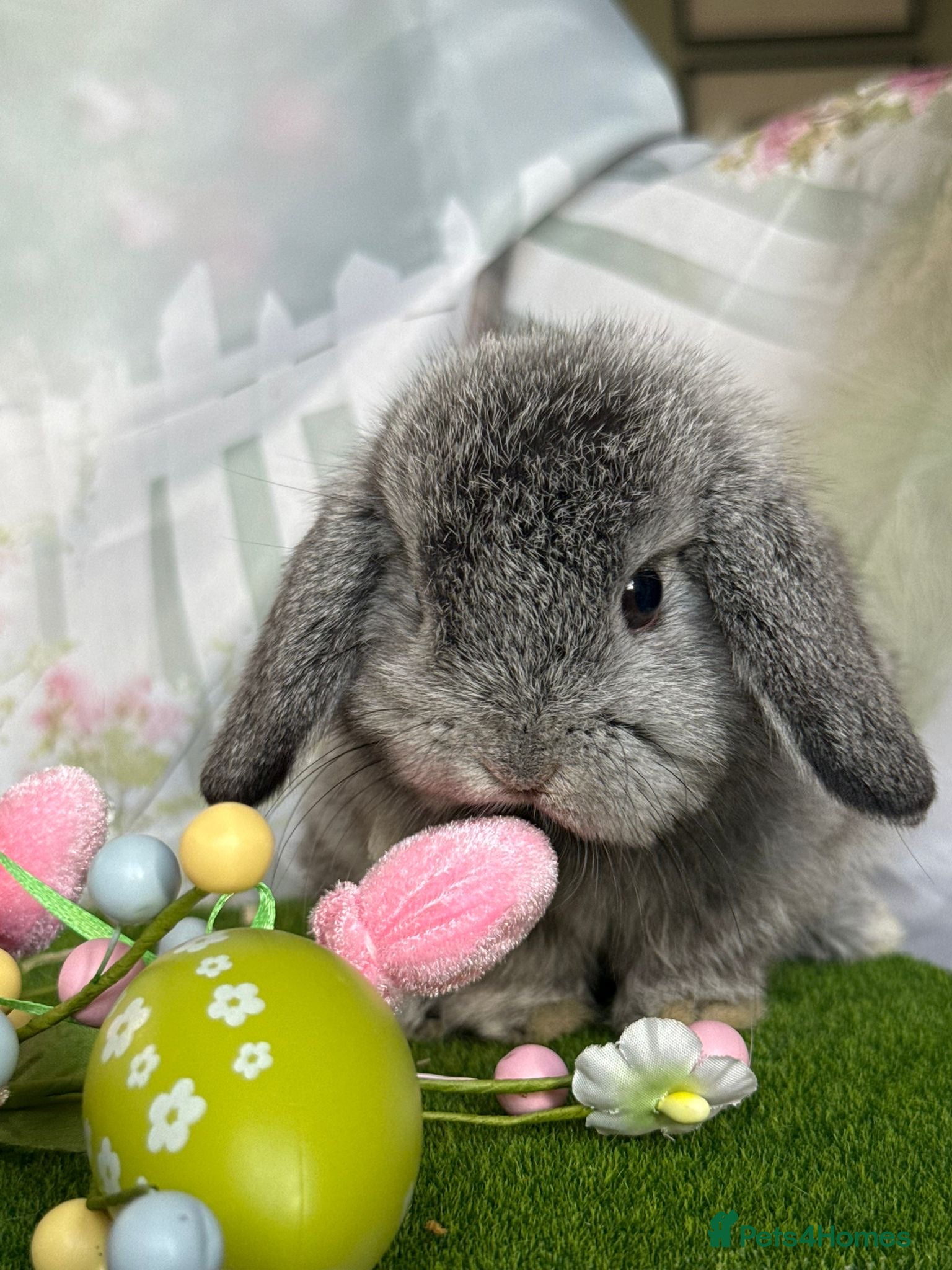 Mini Lop rabbits Silver chin mini lop doe  - Advert 1