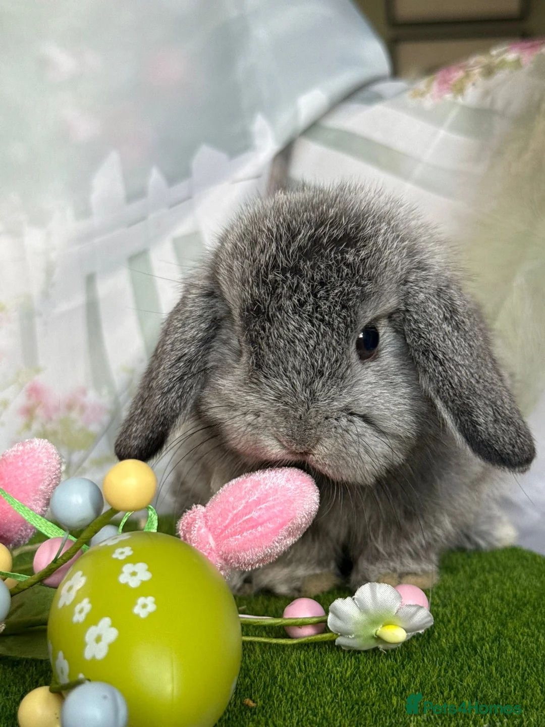 Mini Lop rabbits for sale: Silver chin mini lop doe  - Advert 1