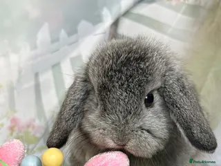 Mini Lop rabbits Silver chin mini lop doe - Advert 1