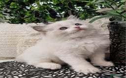 Ragdoll cats for sale: 🩷✨️Lovely Chunky EU kittens✨️🏆TICA Award cattery - Image 32