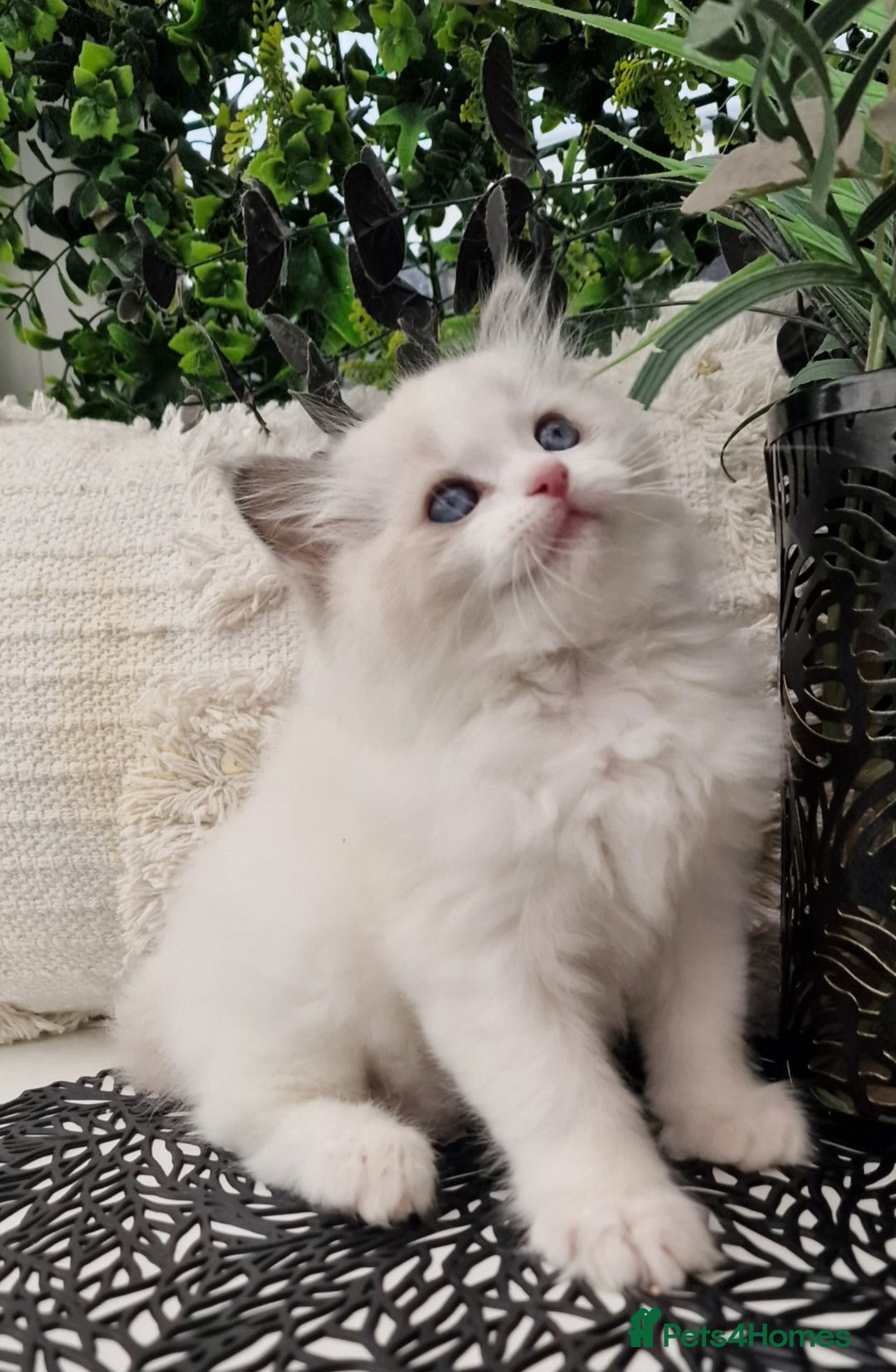 Ragdoll cats for sale: 🩷✨️Lovely Chunky EU kittens✨️🏆TICA Award cattery - Image 32