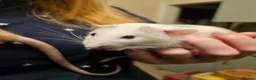 Rat rodents for sale: 2 cute rats in Chorley - Advert 2