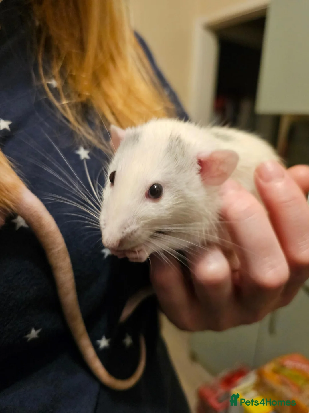 Rat rodents for sale: 2 cute rats in Chorley - Advert 2