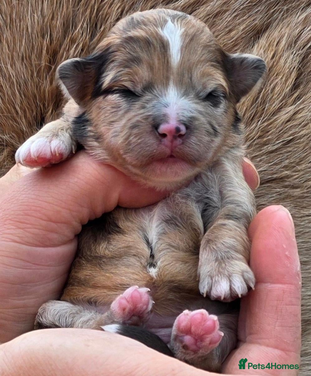 Mixed Breed dogs Unique Poo-Shi puppies - Advert 1