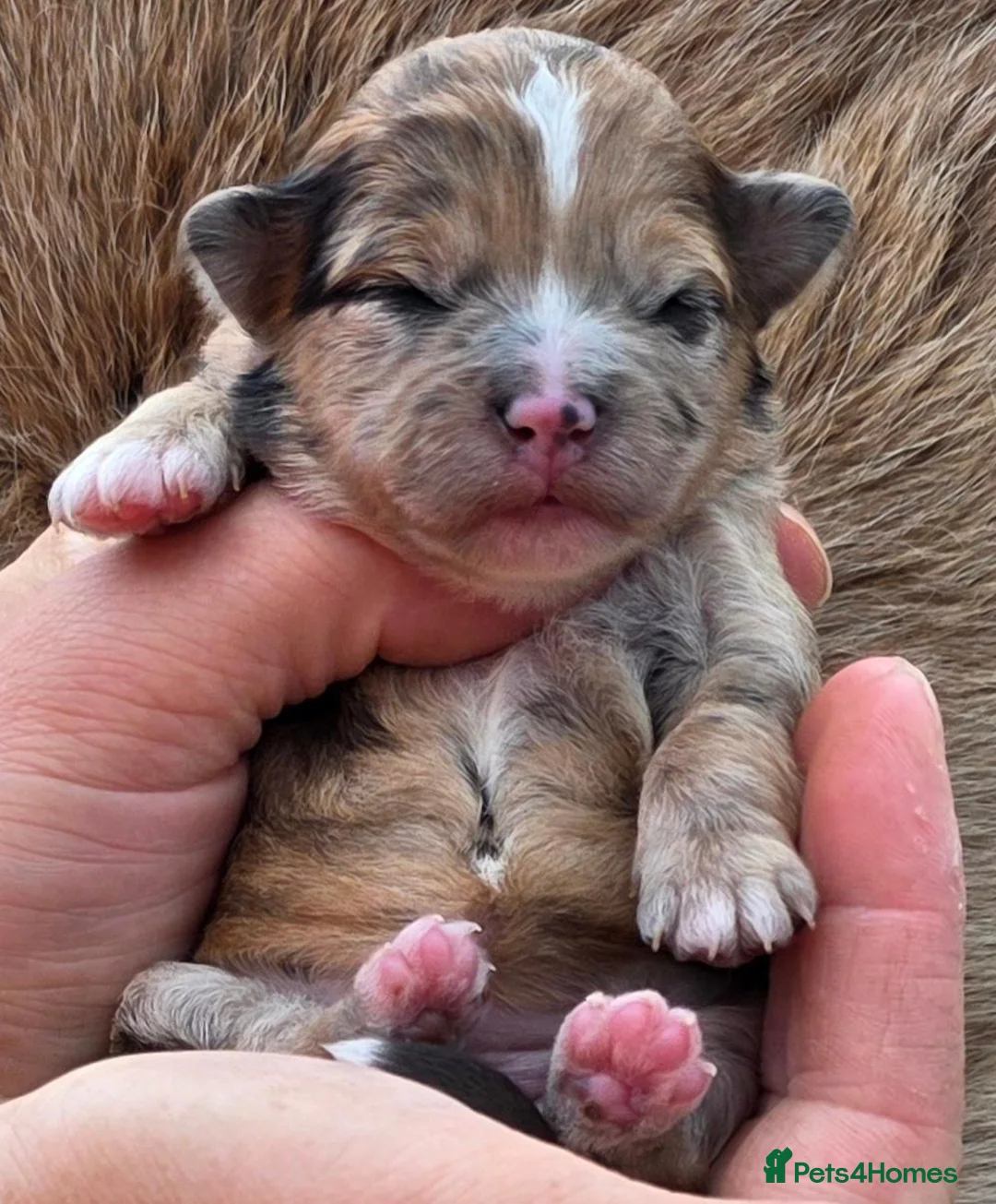 Mixed Breed dogs for sale: Unique Poo-Shi puppies - Advert 1