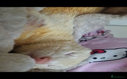 Ferret rodents for sale: 2 Male Albino Ferrets With Everything  - Image 15