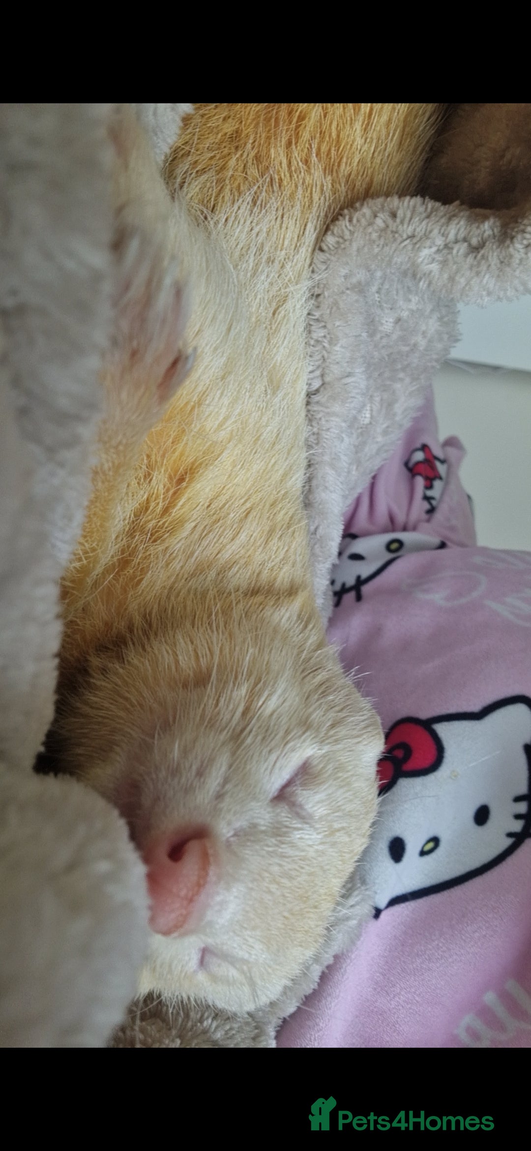 Ferret rodents for sale: 2 Male Albino Ferrets With Everything  - Image 15