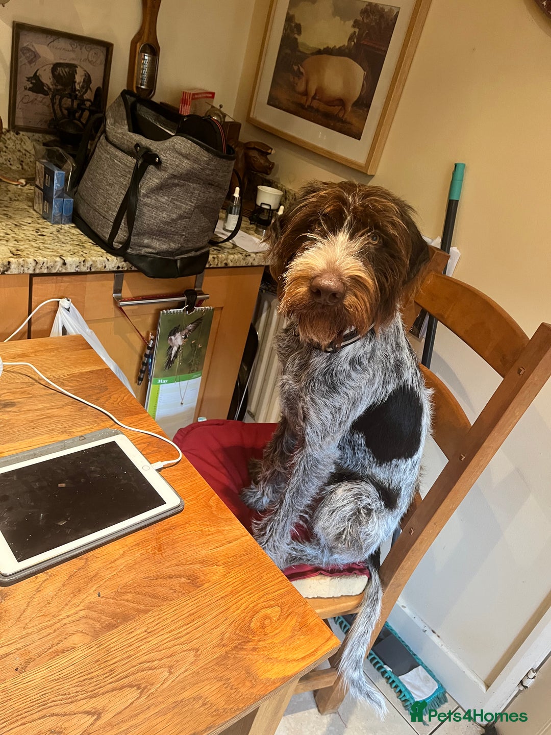 German Wirehaired Pointer dogs for sale: 12 month old GWP - Advert 4