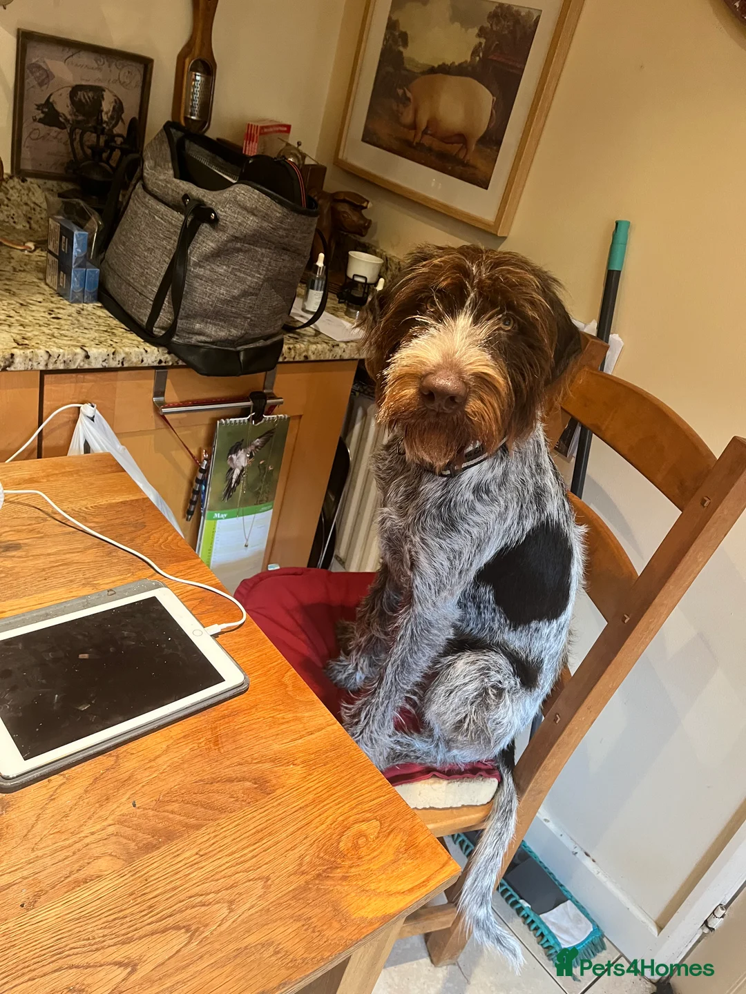 German Wirehaired Pointer dogs for sale: 12 month old GWP - Advert 4
