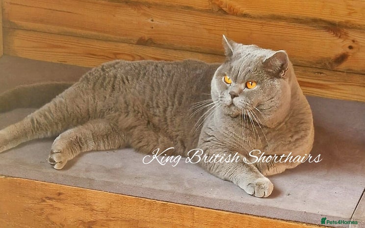 British Shorthair cats in London - Advert 1