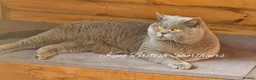 British Shorthair cats for stud: Imported Pedigree British Shorthair, BG B in London - Advert 1