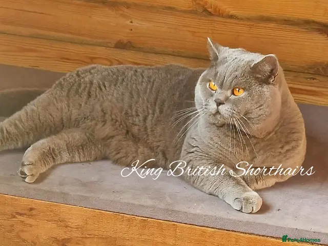 British Shorthair cats Imported Pedigree British Shorthair, BG B - Advert 7
