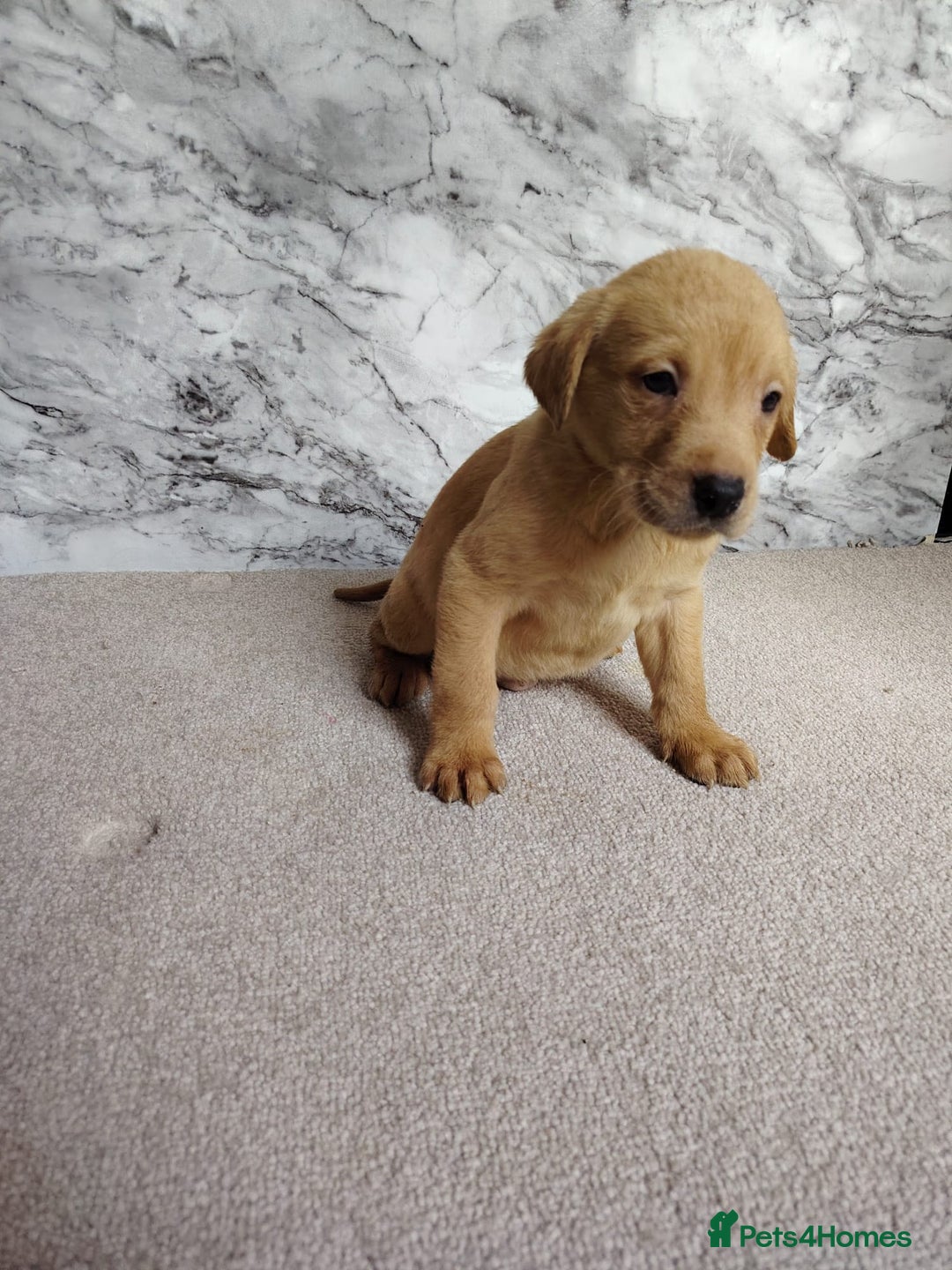 Labrador Retriever dogs for sale: Labrador puppies  - Advert 5
