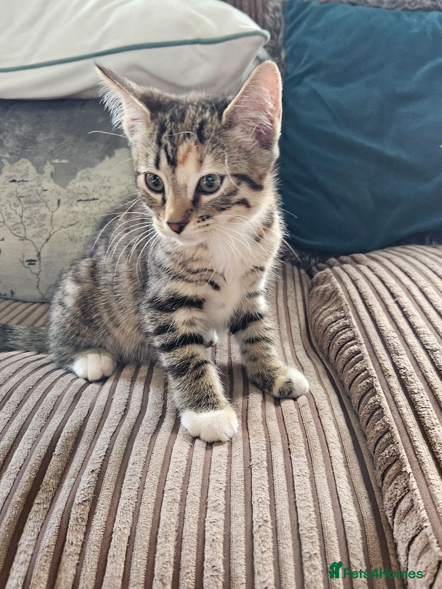 Bengal cats Bengal cross kittens Ready NOW 1 female left  - Advert 9