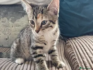 Bengal cats Bengal cross kittens Ready NOW 1 female left - Advert 5