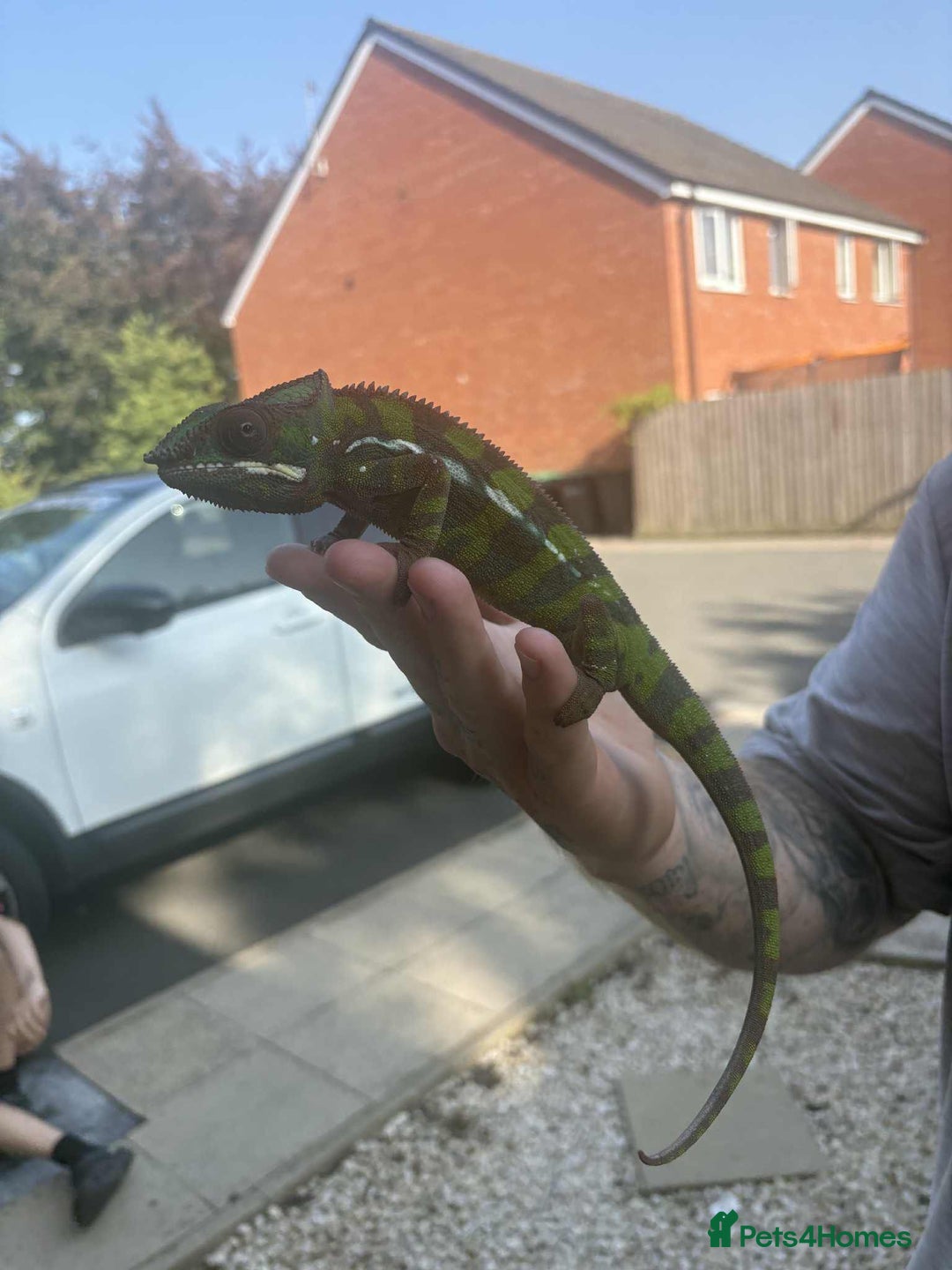 Chameleon reptiles for sale: Ambilobe panther chemelon  - Advert 3