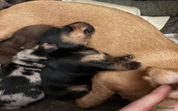 Miniature Dachshund dogs for sale: Miniature dachshund puppies  - Image 4