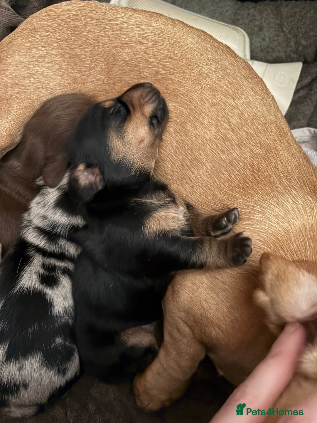Miniature Dachshund dogs for sale: Miniature dachshund puppies  - Image 4