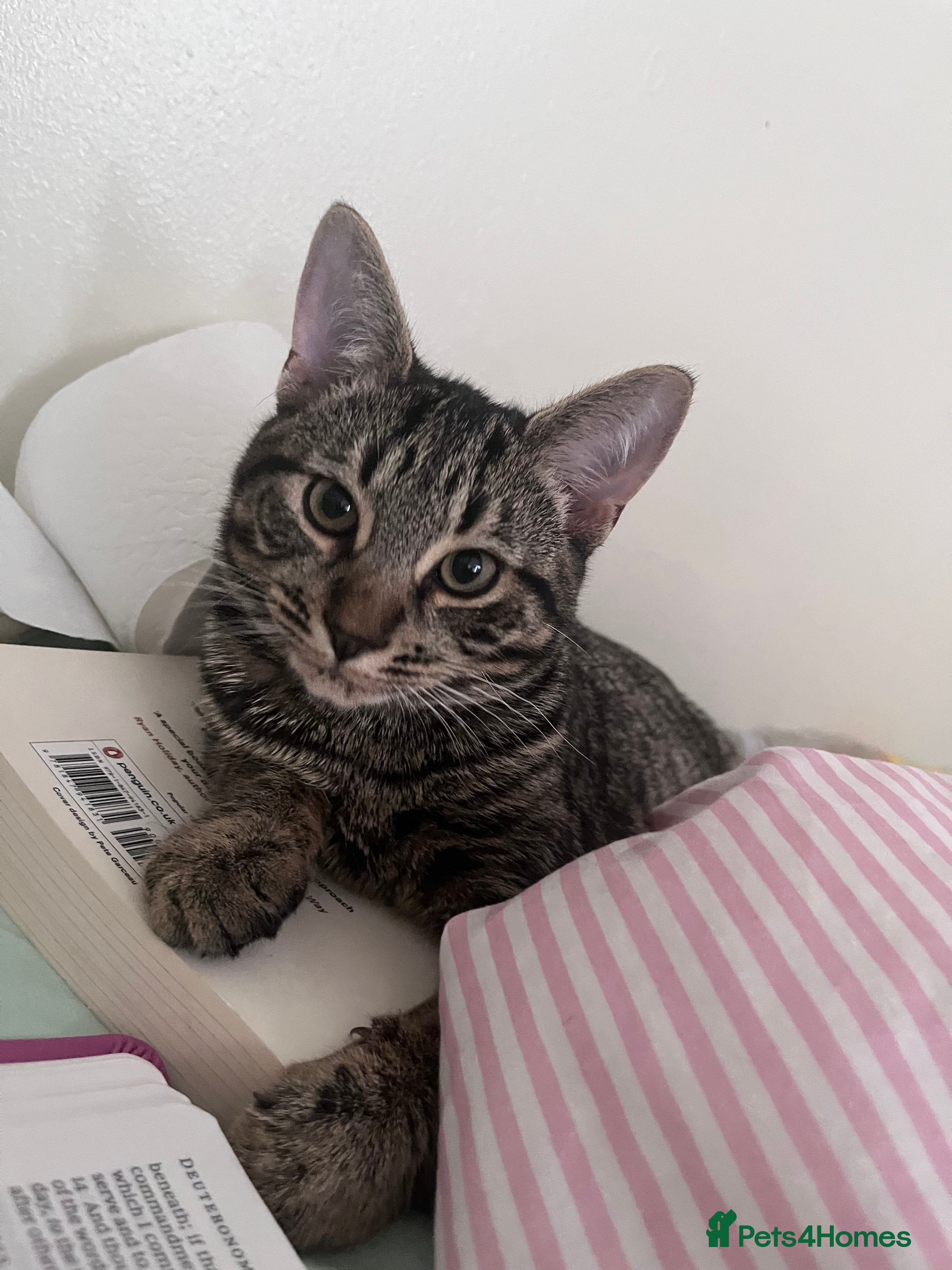 Domestic Shorthair cats Tiger  - Advert 1