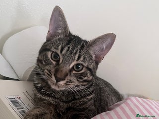 Domestic Shorthair cats Tiger - Advert 1