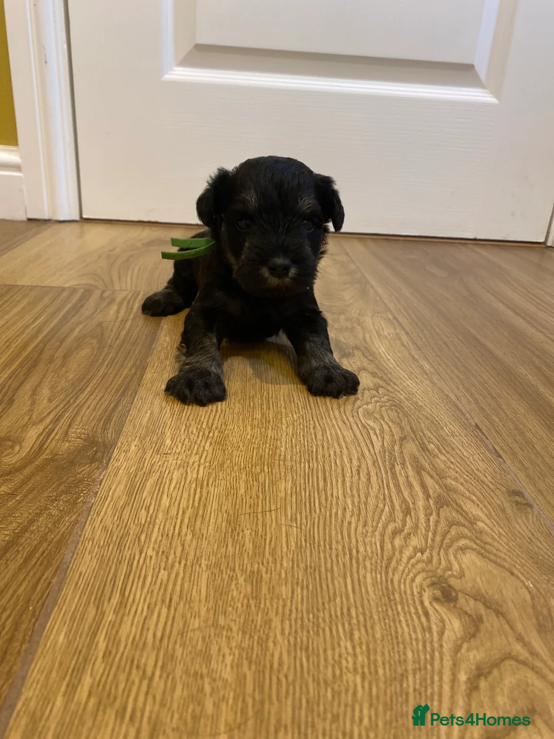 Miniature Schnauzer dogs for sale: Miniature schnauzers  - Advert 10