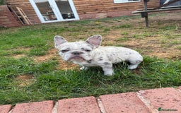 French Bulldog dogs for sale: Wirehair/fluffy French bulldog  - Image 4