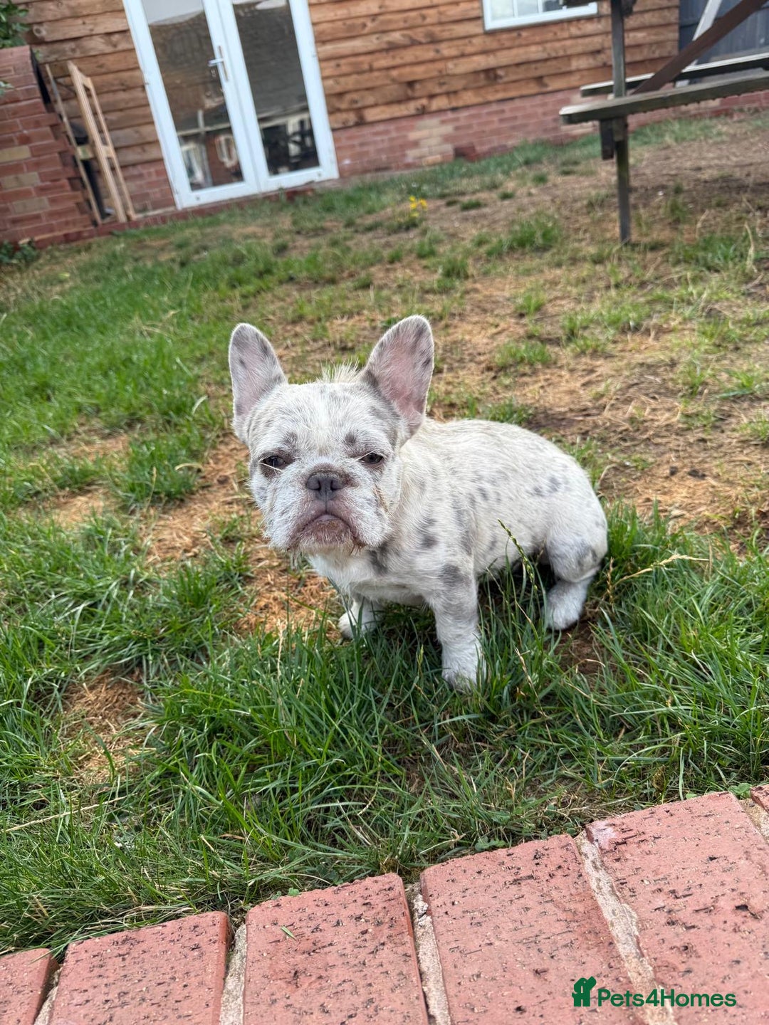 French Bulldog dogs for sale: Wirehair/fluffy French bulldog  - Image 4