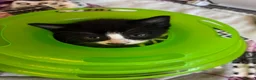 Mixed Breed cats for sale: Gorgeous kittens for sale - Advert 10