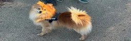 Pomeranian dogs for sale: Leon, 2-year old Pomeranian looking for a new home in Cambridge - Advert 4