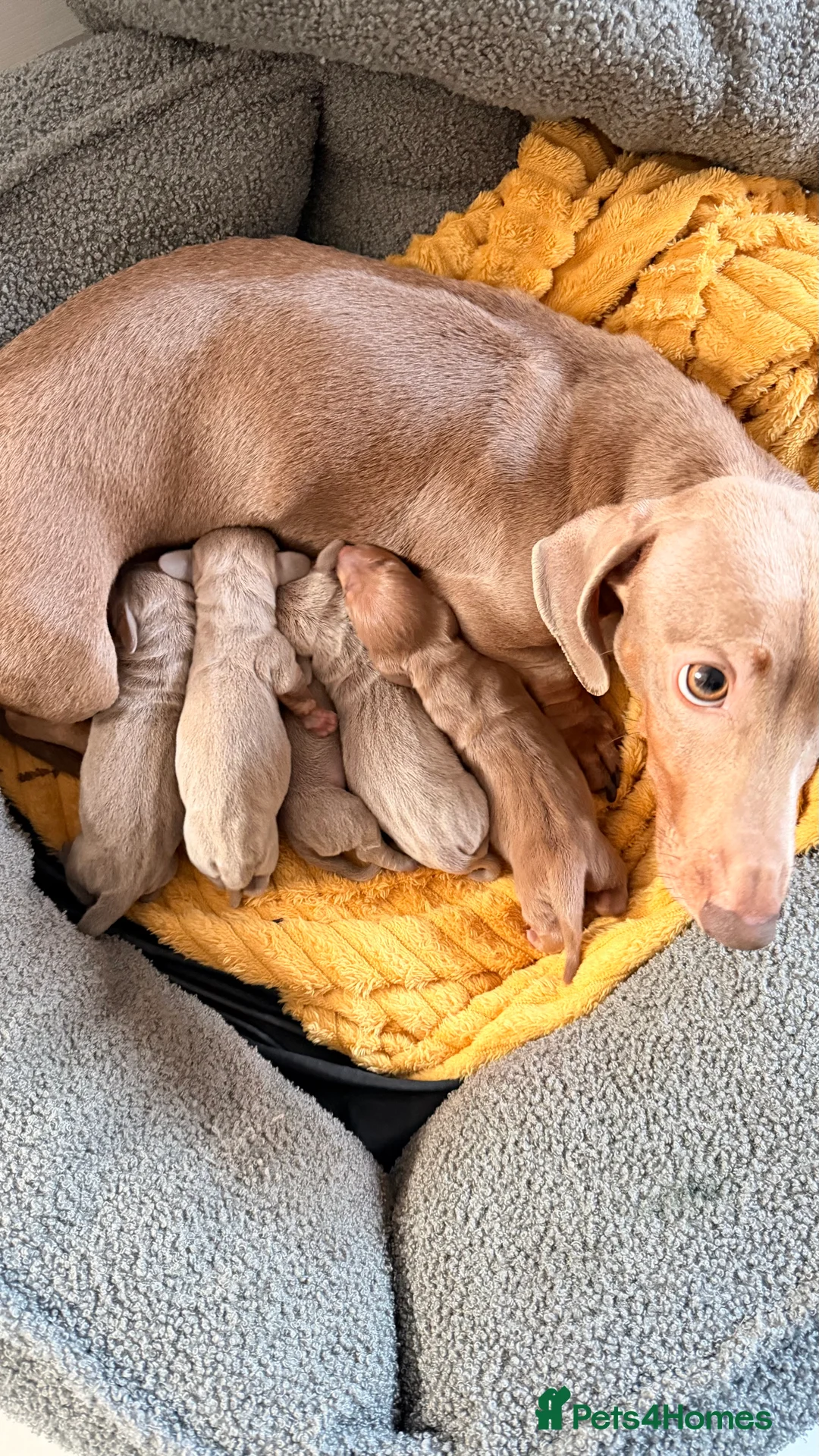 Miniature Dachshund dogs for sale: KC registered miniature dachshund  - Advert 6