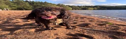 Sproodle dogs for sale: 5 year old springer poodle for rehoming  in Aviemore - Advert 4