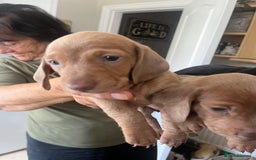 Dachshund dogs for sale: Miniature dachshunds  - Image 3