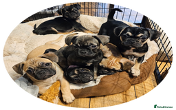 Frug dogs for sale: Frug puppies - Image 11
