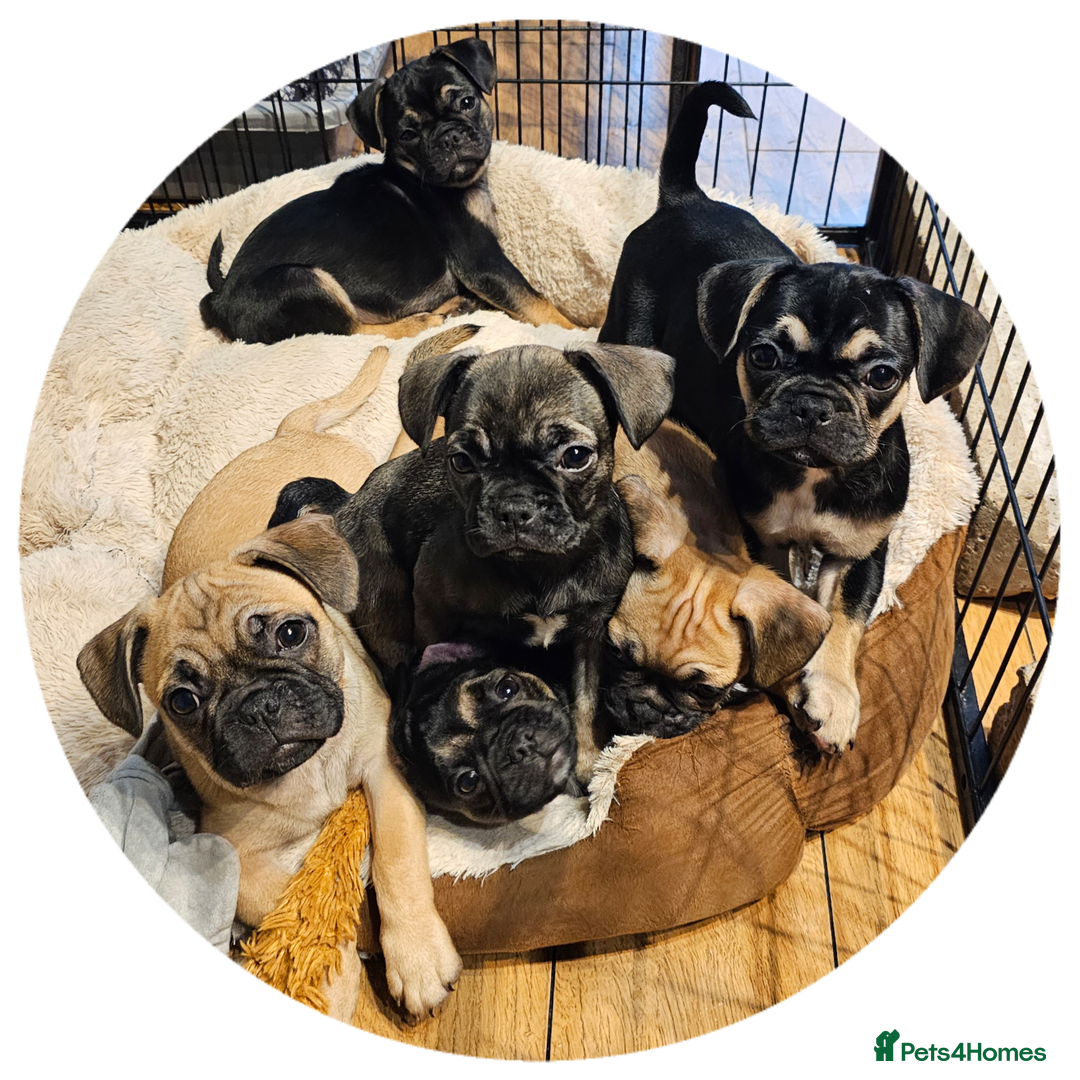 Frug dogs for sale: Frug puppies - Image 11