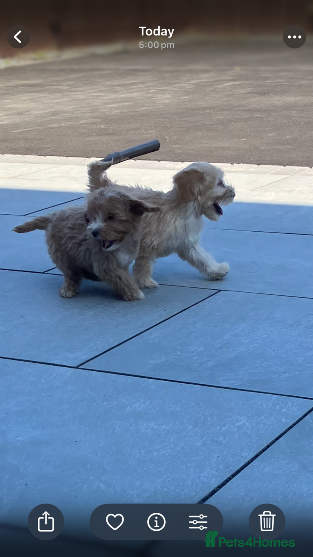 Cockapoo dogs for sale: Our baby cockapoos 🥰 - Image 3