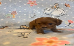 Cavapoo dogs for sale: Beautiful cavapoo pups from family home  - Advert 8