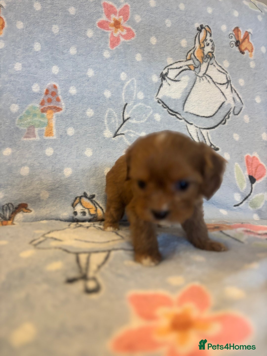 Cavapoo dogs for sale: Beautiful cavapoo pups from family home  - Advert 8
