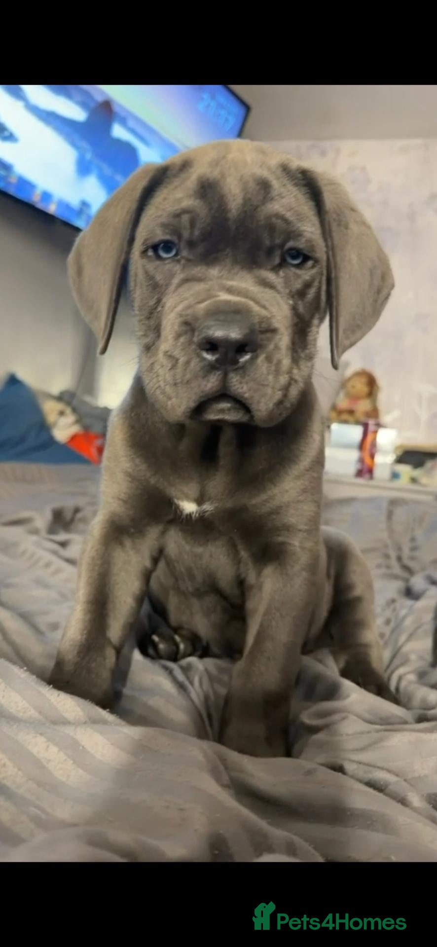 Cane Corso dogs 🧡 KODA – LAST CANE CORSO PUPPY AVAILABLE 🧡 - Advert 12