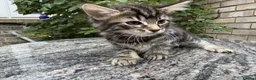 Maine Coon cats for sale: Maine Coon Bengal Cross Kittens - Advert 13