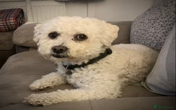 Cavapoo dogs for stud: Gorgeous F1 Cavapoo for stud - Image 14