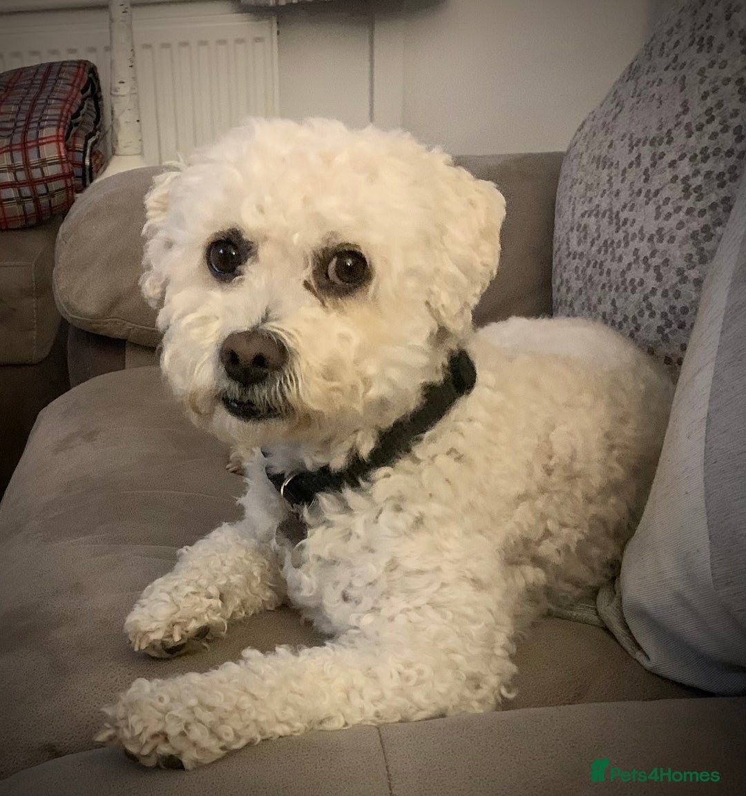 Cavapoo dogs for stud: Gorgeous F1 Cavapoo for stud - Image 14