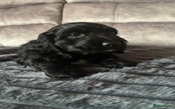 Cocker Spaniel dogs for sale: Show Type Cocker Spaniels - Image 6