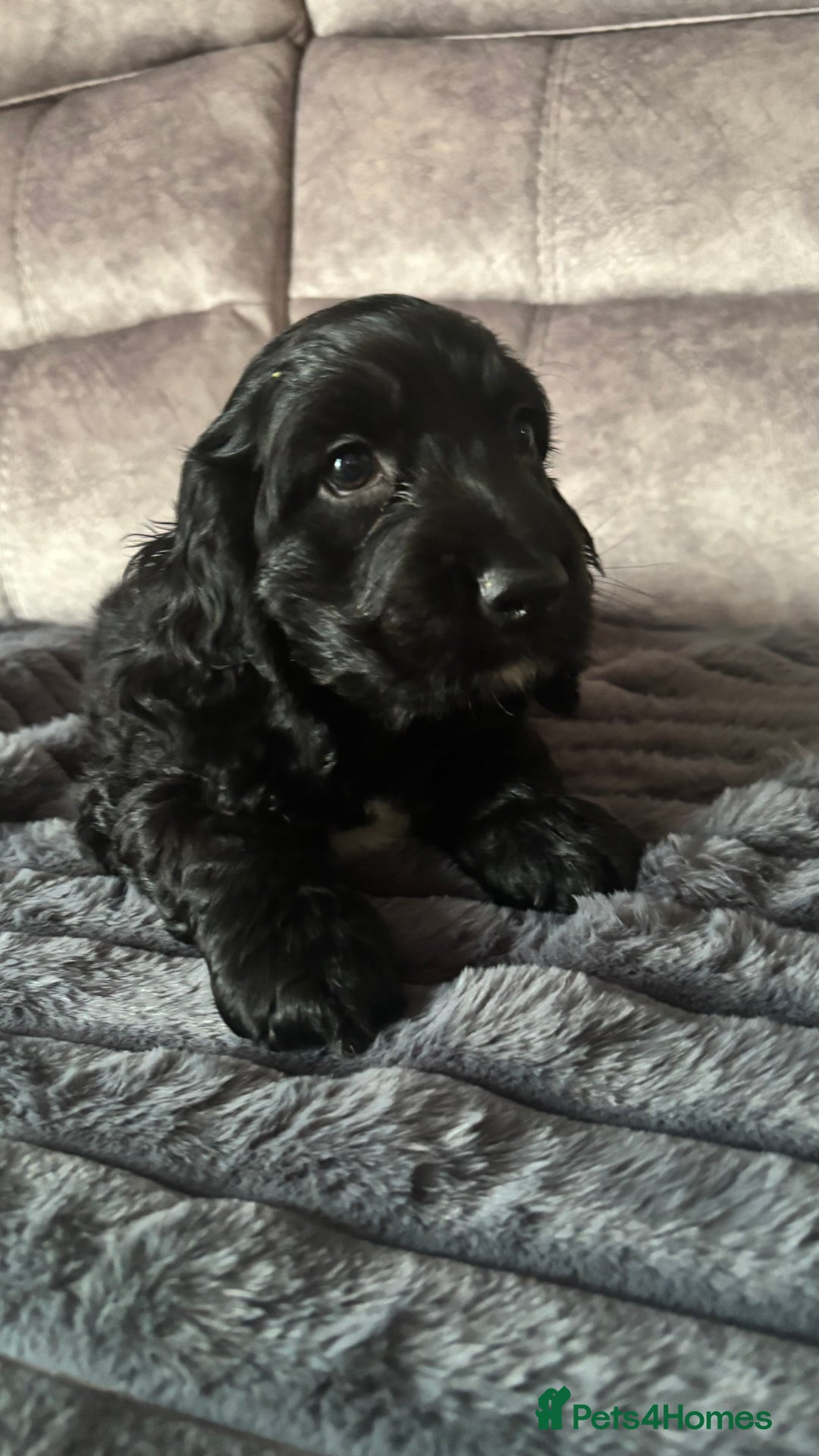 Cocker Spaniel dogs for sale: Show Type Cocker Spaniels - Image 6