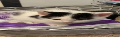 Persian 1